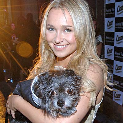 hayden panettiere bob hairstyle back. ob hairstyle back. hayden